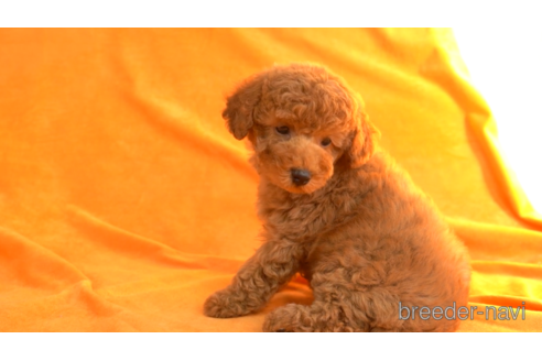 成約済の東京都のトイプードル-157959